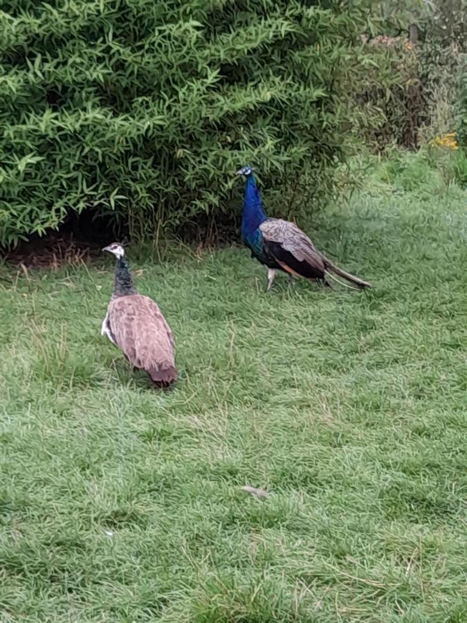 Gite Canard Fromelles Εξωτερικό φωτογραφία